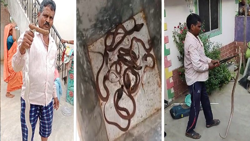 घर बना सांपों का ठिकाना: नाग-नागिन के साथ 35 बच्चे, गांव में फैला खौफ