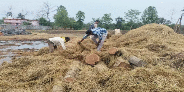 नेताम टोला में सागौन लकड़ी का जखीरा पकड़ाया: वन विभाग की छापेमारी में घर से मिली अवैध फैक्ट्री
