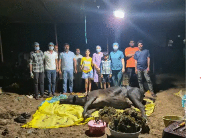 कोंडागांव में गाय के पेट से निकाला गया 80 किलो प्लास्टिक, महिला पशु चिकित्सक ने रचा इतिहास