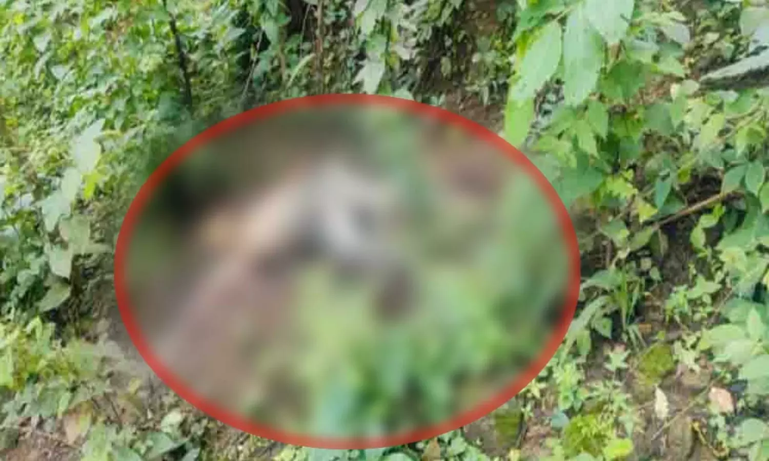 लैलूंगा के पूर्व विधायक के भाई की सिसरिंगा जंगल में मिली सड़ी-गली लाश, हत्या की आशंका