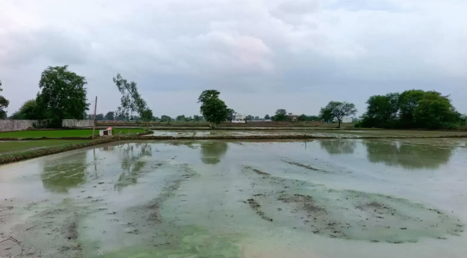 लगातार बारिश से किसानों की मुश्किलें बढ़ीं, खरीफ फसल को नुकसान