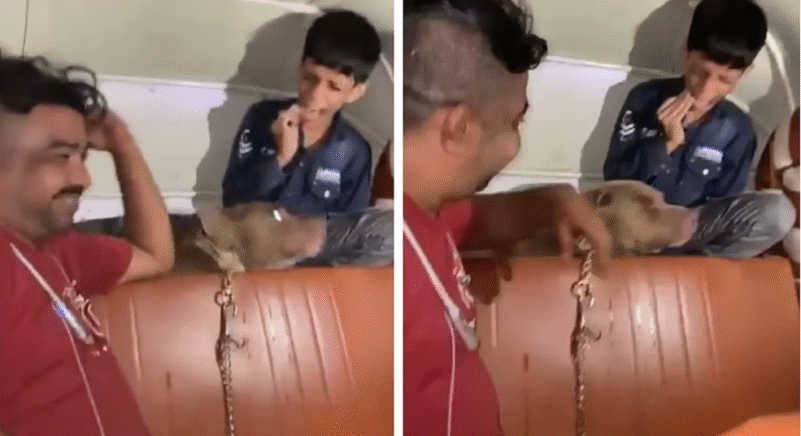 मुंबई में पिट बुल के हमले पर हंसी: चौंकाने वाला मामला