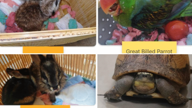 मुंबई सीमा शुल्क ने फिर रोकी वन्यजीव तस्करी, थाईलैंड से लौटे दो यात्रियों से दुर्लभ प्रजातियां बरामद