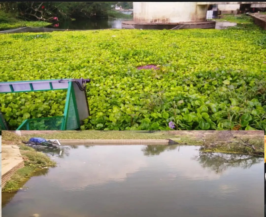 नया इंटकवेल निर्माण: शिवनाथ नदी में जलकुंभी की समस्या का समाधान