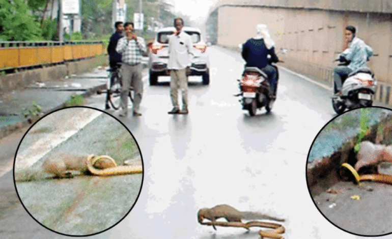 रायपुर के एक्सप्रेस-वे पर सांप और नेवले की रोमांचक भिड़ंत, सड़क पर जमा हुई भीड़