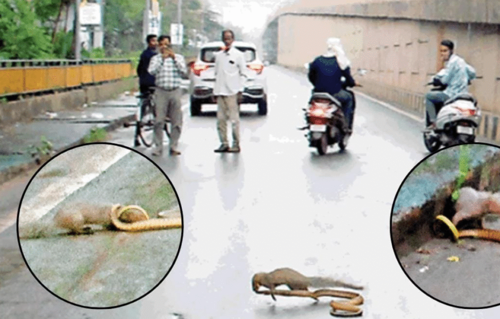रायपुर के एक्सप्रेस-वे पर सांप और नेवले की रोमांचक भिड़ंत, सड़क पर जमा हुई भीड़