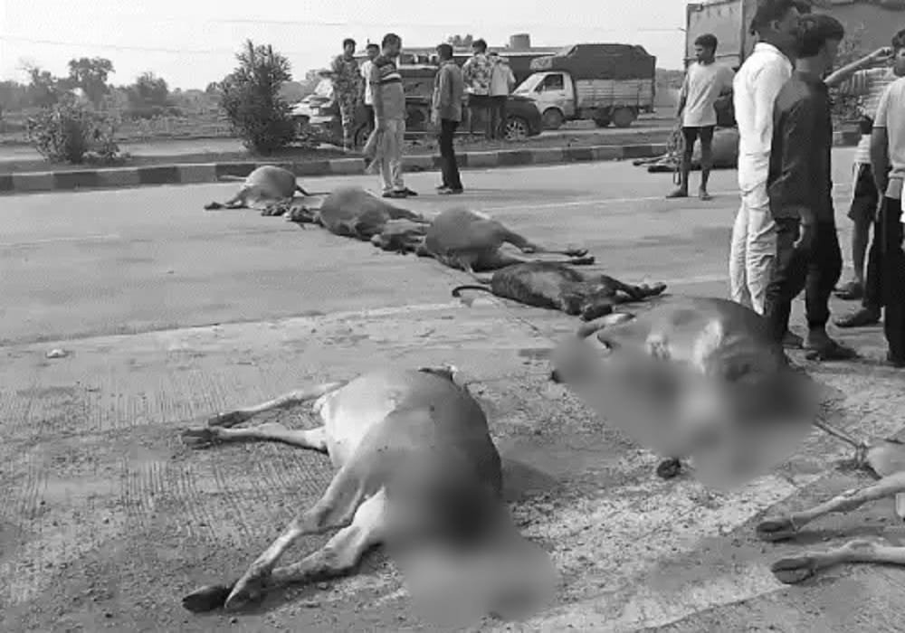 बिलासपुर में फिर हादसा: तेज रफ्तार वाहन ने 15 गायों को कुचला, दो महीने में 100 से अधिक मवेशियों की मौत