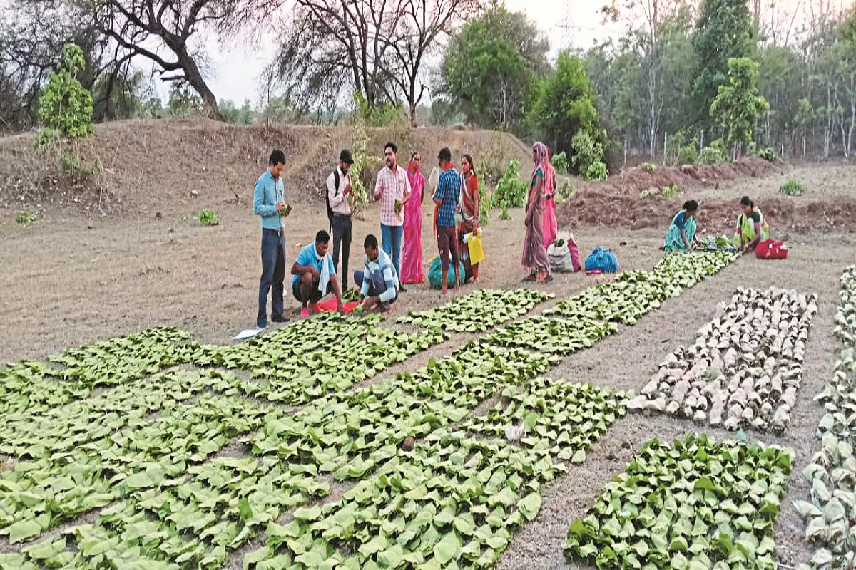 93 लाख के तेंदूपत्ता घोटाले में 10 आरोपी फरार, पुलिस ने शुरू की गहन जांच