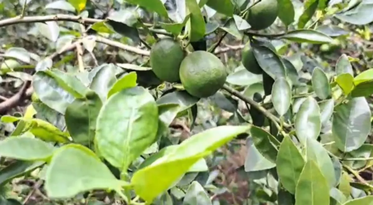 Odisha के अंगुल में नींबू की America को निर्यात: किसानों के लिए नई उम्मीद