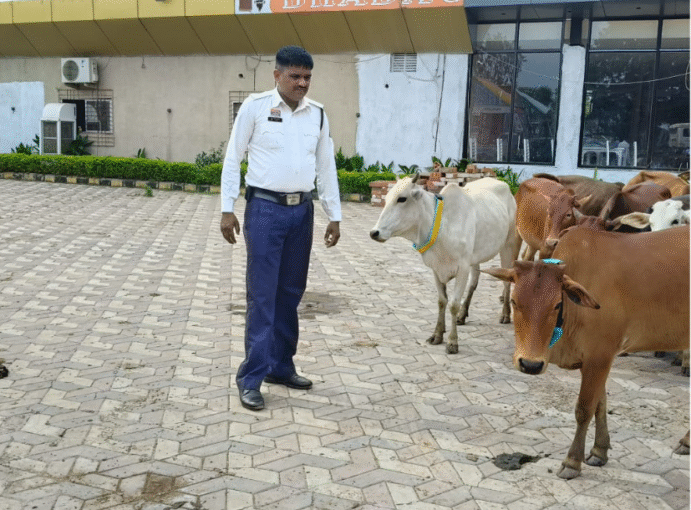 दुर्ग यातायात पुलिस की सड़क सुरक्षा पहल: मवेशियों को रिफ्लेक्टर बेल्ट