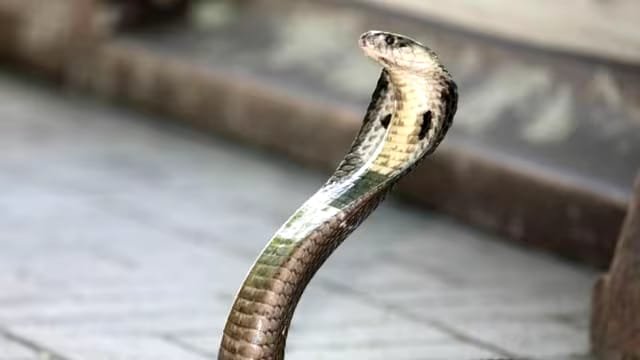 छत्तीसगढ़ के बलरामपुर में दर्दनाक हादसा: जहरीले सांप के काटने से भाई-बहन की मौत