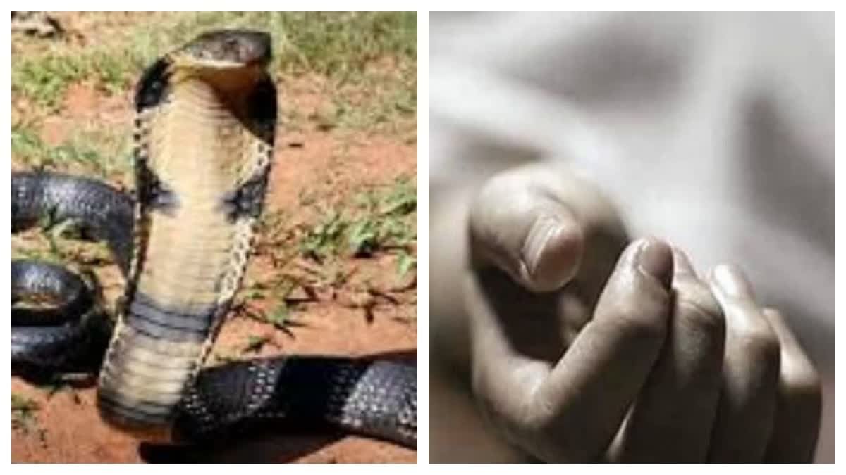 Ambikapur : सांप के काटने से युवक की दर्दनाक मौत, बारिश में बढ़ रहे सर्पदंश के मामले
