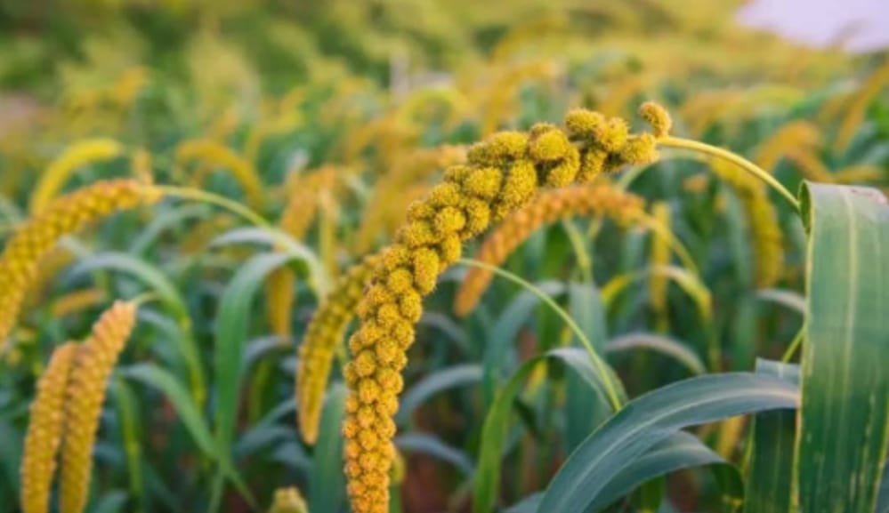 बाज़ार की वृद्धि को बढ़ावा: FCI ने पहली बार Odisha में रागी की फसल उठाई