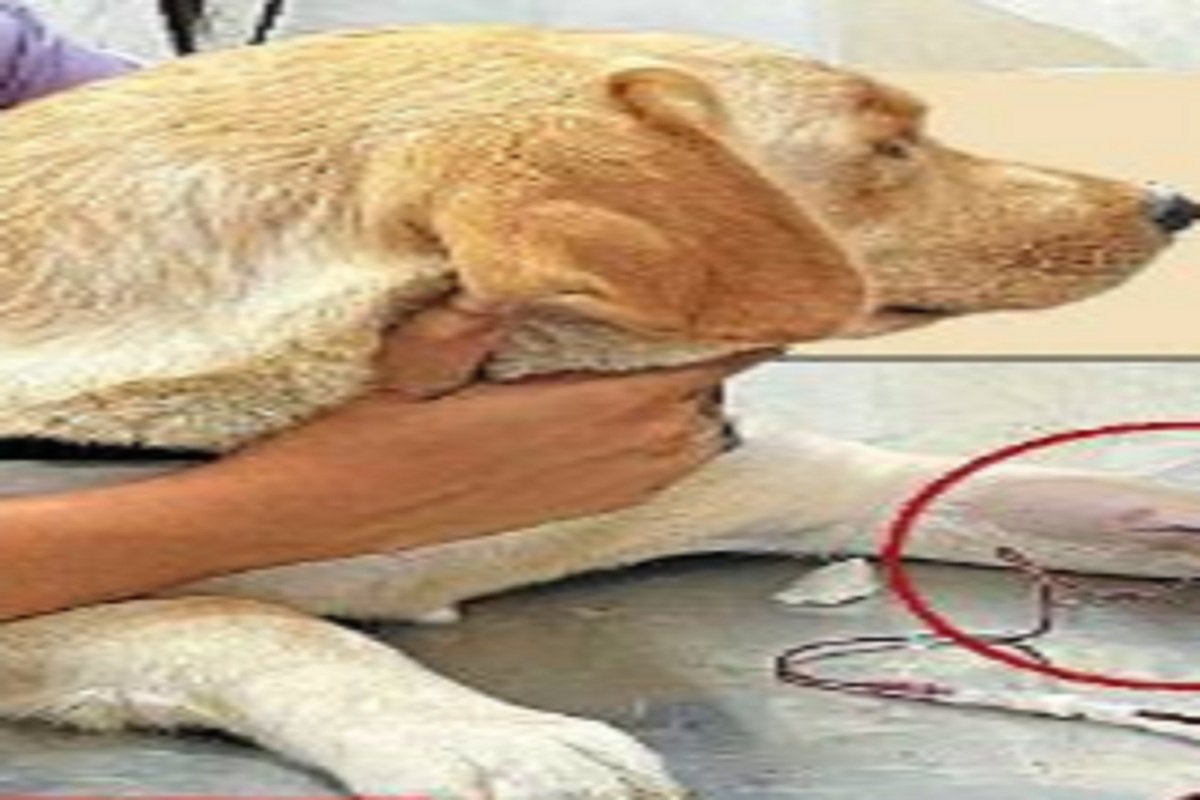 National Dog Day 2025: बिलासपुर में डॉग ब्लड डोनेशन की अनोखी मिसाल, बीमार लैब्राडोर को मिला जीवन