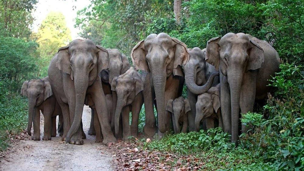 Chhattisgarh के Raigarh में जंगल से सड़कों पर बार-बार दिख रहे हाथियों के झुंड