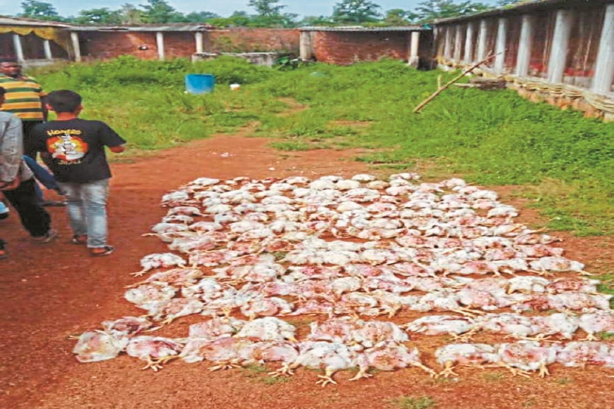 Poultry Farm में तेंदुए का हमला, 160 मुर्गियों की मौत