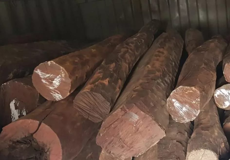 महाराष्ट्र: Farmhouse से 12 Crore की लाल चंदन लकड़ी जब्त, ‘पुष्पा’ नामक तस्कर की तलाश तेज