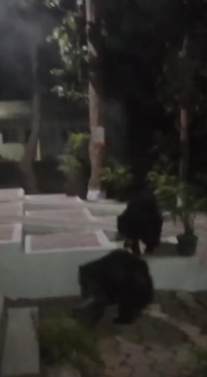 Korba के सतरेंगा Resort में घुसे दो भालू, पर्यटकों में दहशत