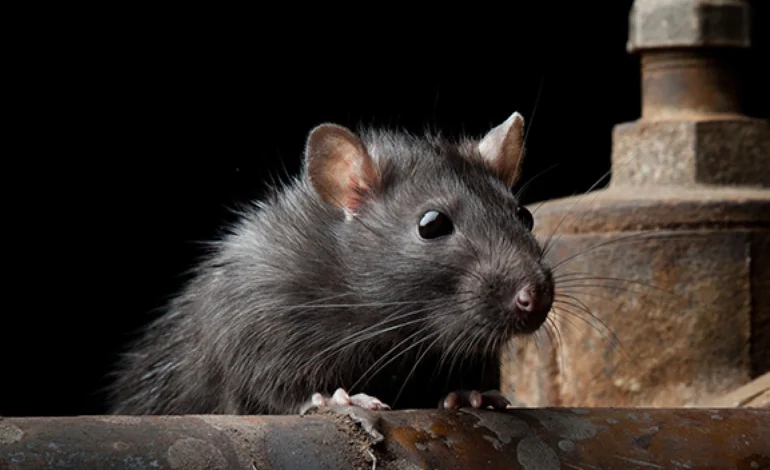 इंदौर Airport चूहा कांड: Doctor को हटाया गया, यात्रियों को Medical सुविधा नहीं मिली