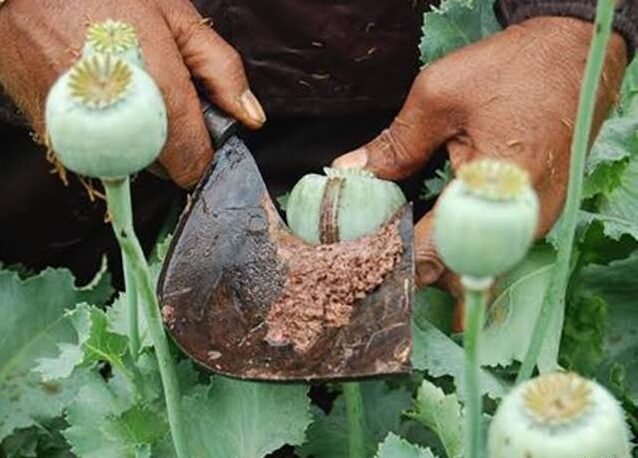 Chhattisgarh : अफीम बेचने वाले को 10 साल, गांजा और Heroin बेचने वाले को 5 साल की कैद