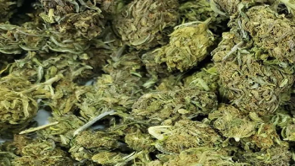 Bhilai में 1.5 किलो गांजा के साथ मध्य प्रदेश का युवक गिरफ्तार