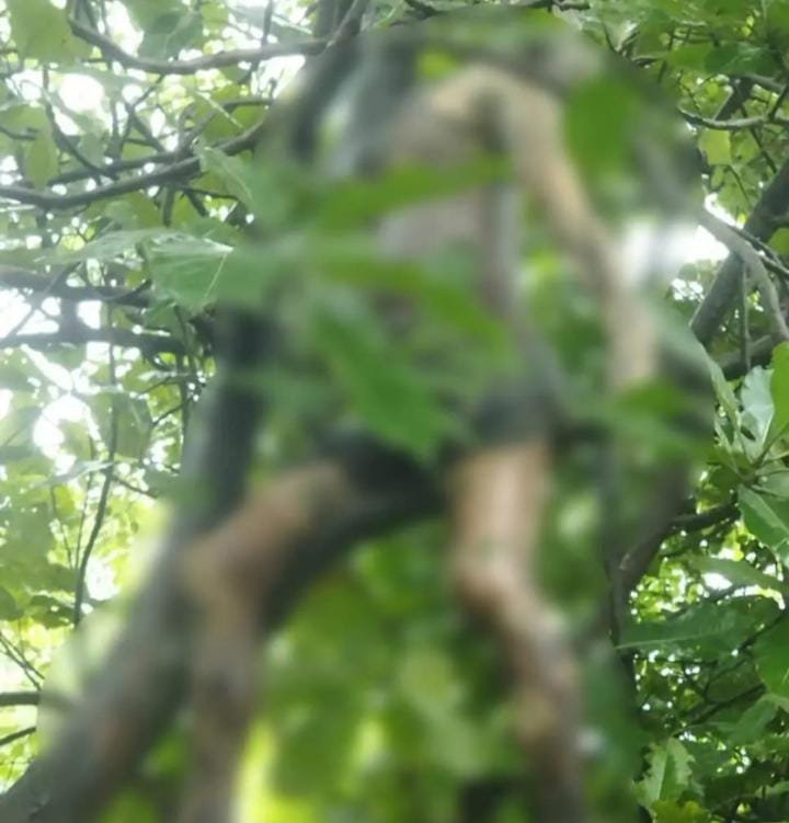 Chhattisgarh:सारंगढ़-बिलाईगढ़ में जंगल में लटकी मिली शख्स की लाश,