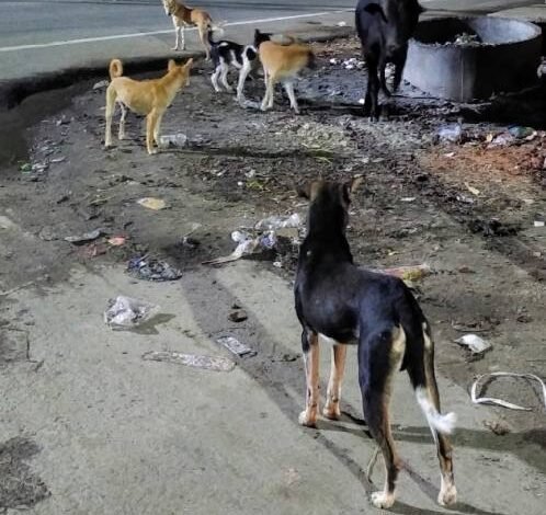 Raipur: आवारा कुत्तों का आतंक, दो साल की मासूम पर हमला, सिर से नोचा मांस