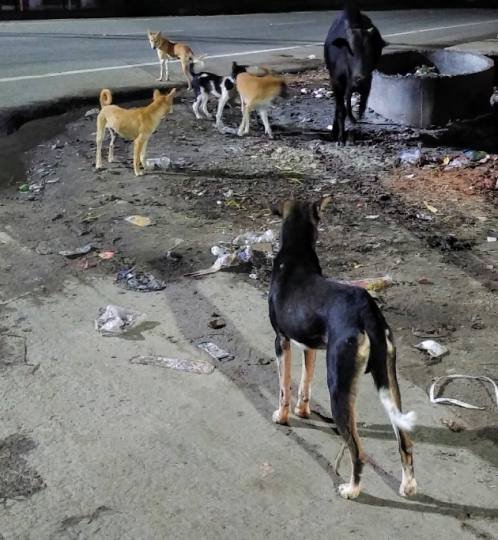 Raipur: आवारा कुत्तों का आतंक, दो साल की मासूम पर हमला, सिर से नोचा मांस