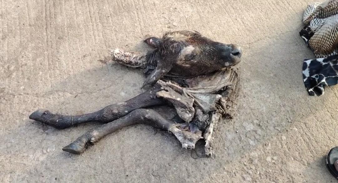 Durg: गंजपारा में सड़क पर बछड़े का कटा सिर और पैर मिलने से सनसनी, पुलिस ने शुरू की जांच