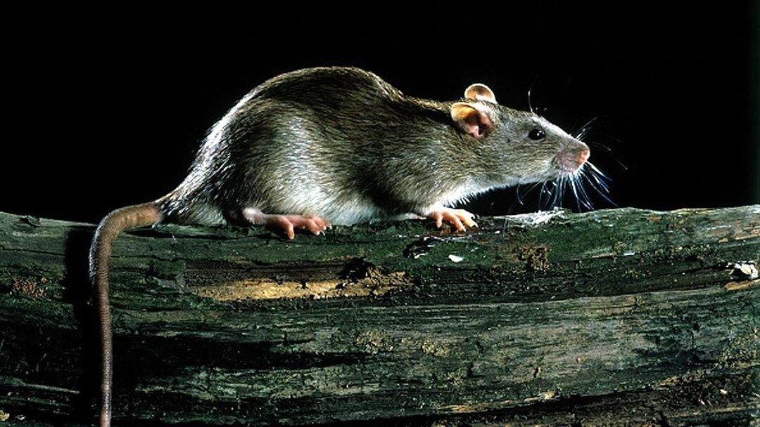 Madhya  Pradesh सरकारी अस्पतालों में चूहों का आतंक, मरीजों की जान पर खतरा