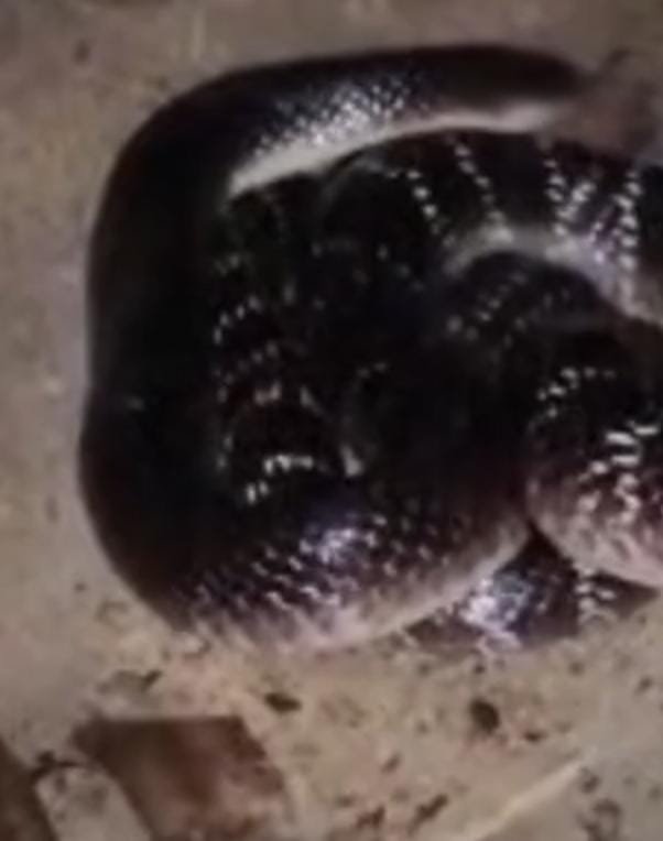 Korba में ट्रैफिक कार्यालय में मिला करैत सांप, कर्मचारियों में मची खलबली