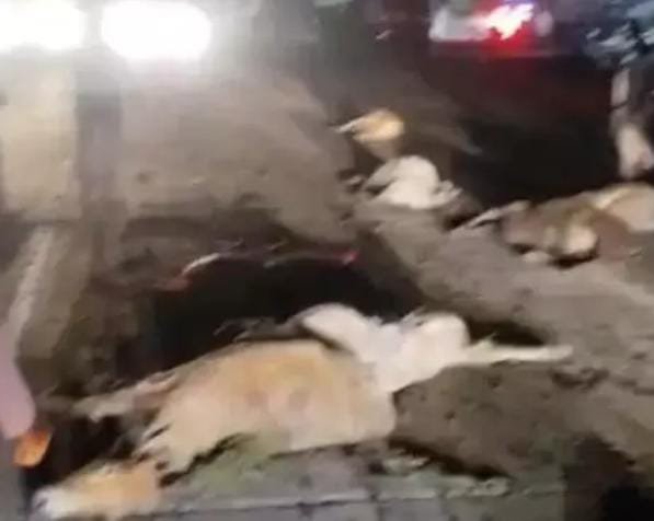 Bilaspur: तेज रफ्तार ट्रक ने 8 गायों को कुचला, गौ सेवकों ने किया चक्काजाम