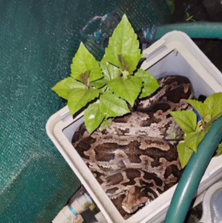 Korba में 8 फीट लंबे अजगर ने मचाया हड़कंप, सुरक्षित जंगल में छोड़ा गया