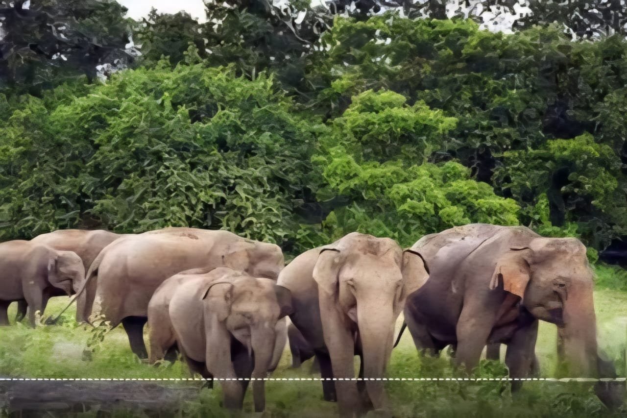 Korba : दंतैल हाथी के हमले में ग्रामीण की दर्दनाक मौत