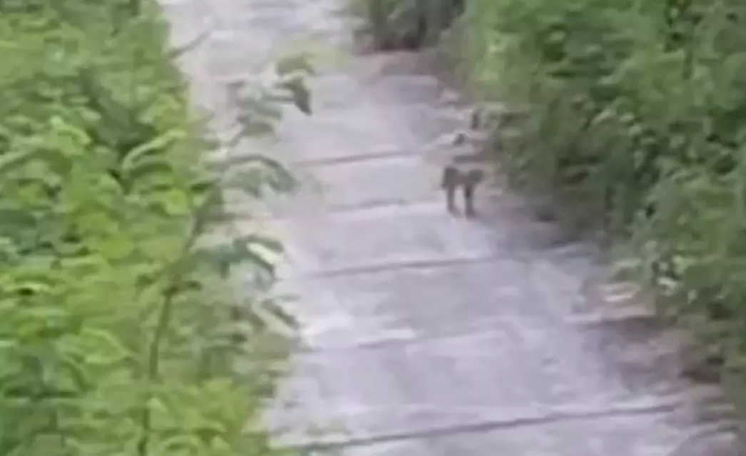 Janjgir-Champa: मड़वा पावर प्लांट परिसर में दिखा तेंदुए जैसा जंगली जानवर, वन विभाग ने जारी किया अलर्ट