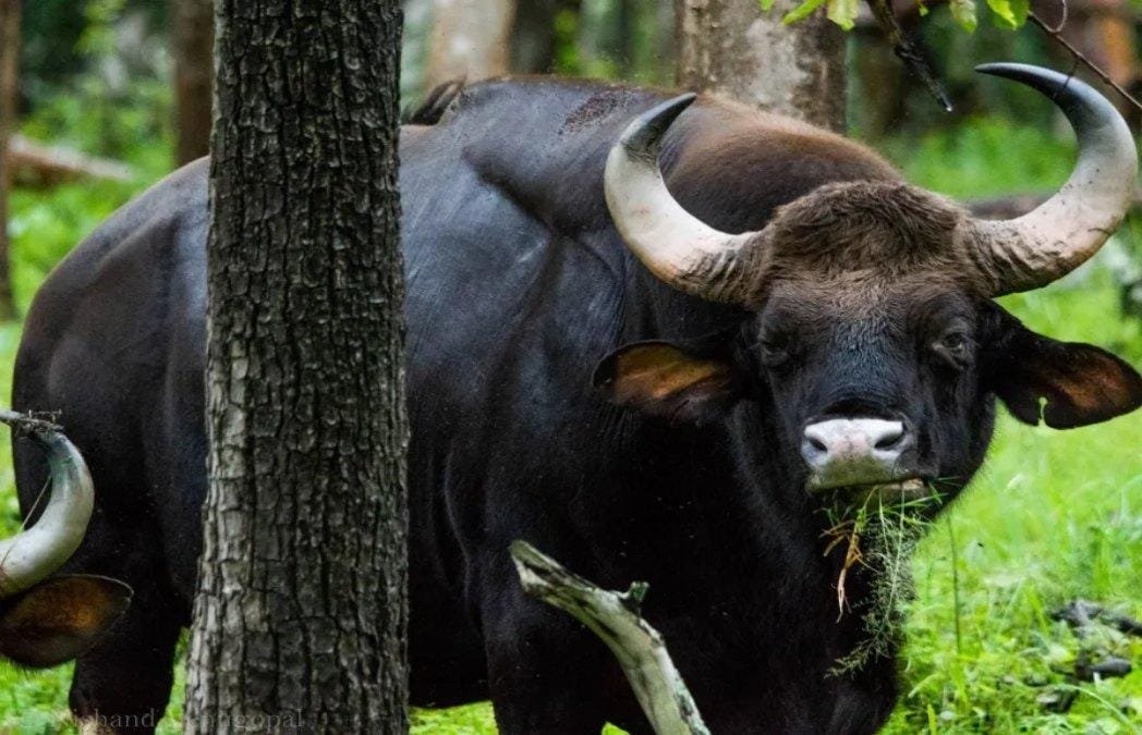 Balodabazar: करंट की चपेट से मादा बायसन की मौत, वन आरक्षक निलंबित