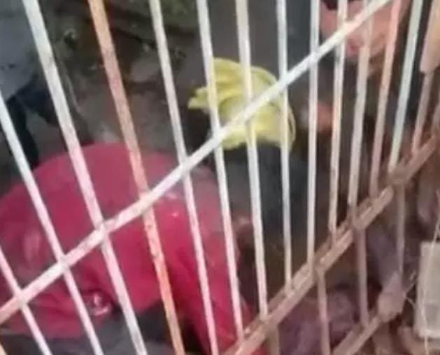 Surajpur: अंडरग्राउंड माइंस में केबल चोरी करते 6 चोर पकड़े गए, 24 घंटे तक सुरंग में रहे फंसे