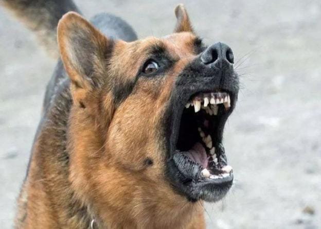 Bijapur में पागल कुत्ते का आतंक, 18 लोग घायल