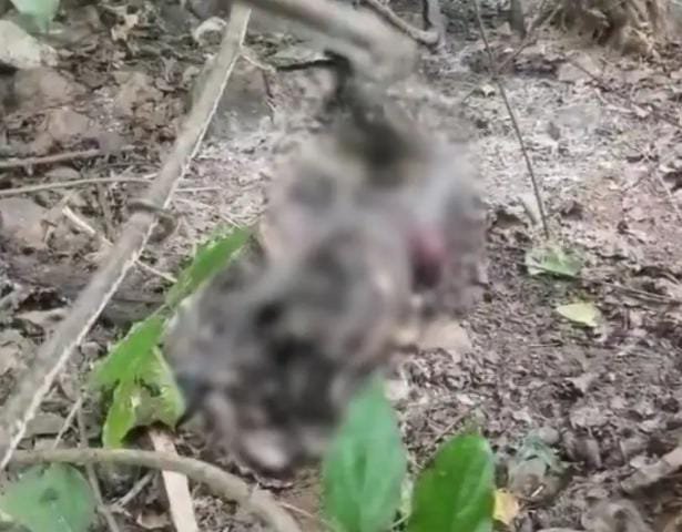 Bilaspur में महिला का अधजला शव मिला