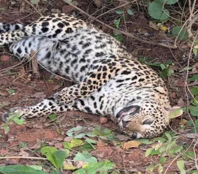 जबलपुर में रायपुर के कारोबारी की फैक्ट्री से तेंदुए का शव बरामद, शिकार की आशंका से मचा हड़कंप