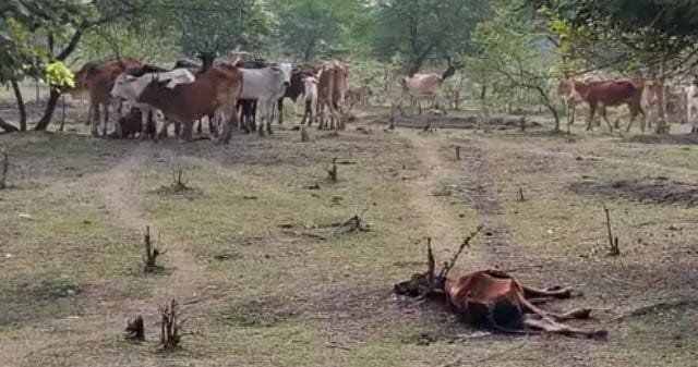 Bemetara में नर्सरी में बंद बेसहारा पशुओं की मौत, प्रशासन पर लापरवाही का आरोप