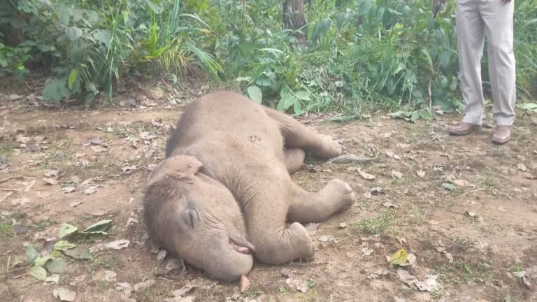 Raigarh : तालाब में डूबने से फिर 8 माह के हाथी शावक की मौत,  1 साल में 5वीं घटना से सनसनी