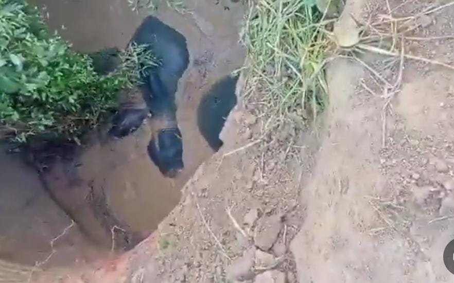 बारनयापारा में कुएं में गिरे चार हाथी, वन विभाग ने शुरू किया रेस्क्यू ऑपरेशन