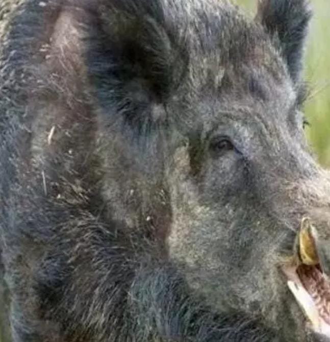 Dhamtari में अवैध शिकार पर बड़ी कार्रवाई