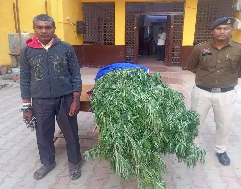 घर में उगा रहा था अवैध गांजा का पेड़ – Balodabazar पुलिस की बड़ी कार्रवाई, आरोपी गिरफ्तार