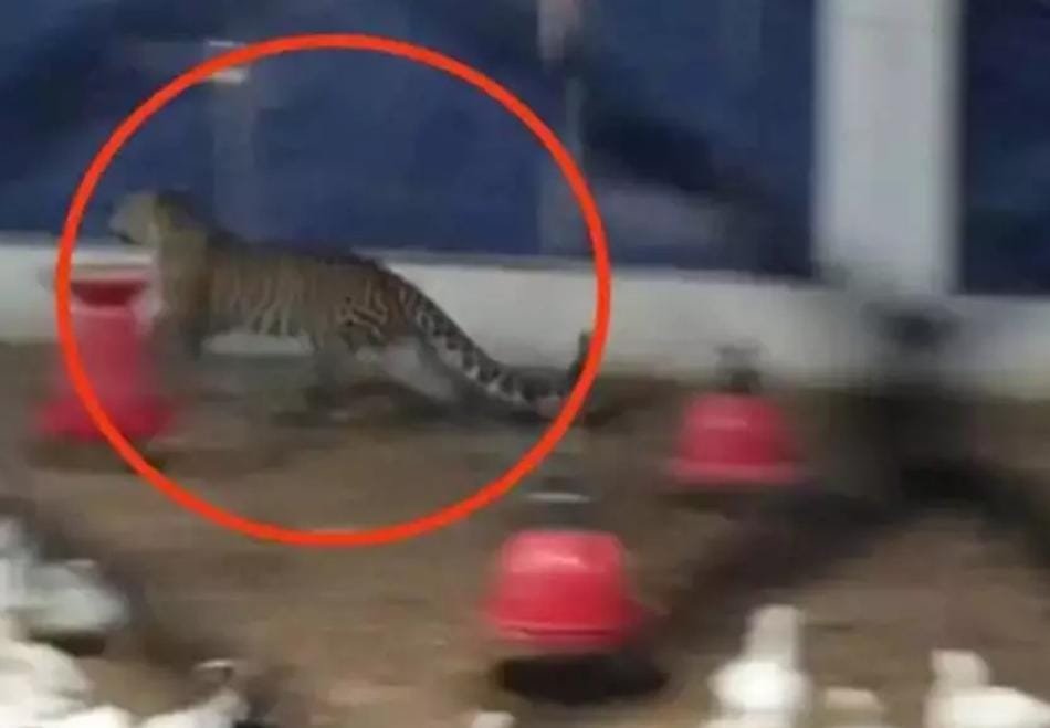 Dhamtari: मुर्गियों के लालच में पोल्ट्री फार्म में घुसा तेंदुआ, तीन घंटे तक फैली दहशत