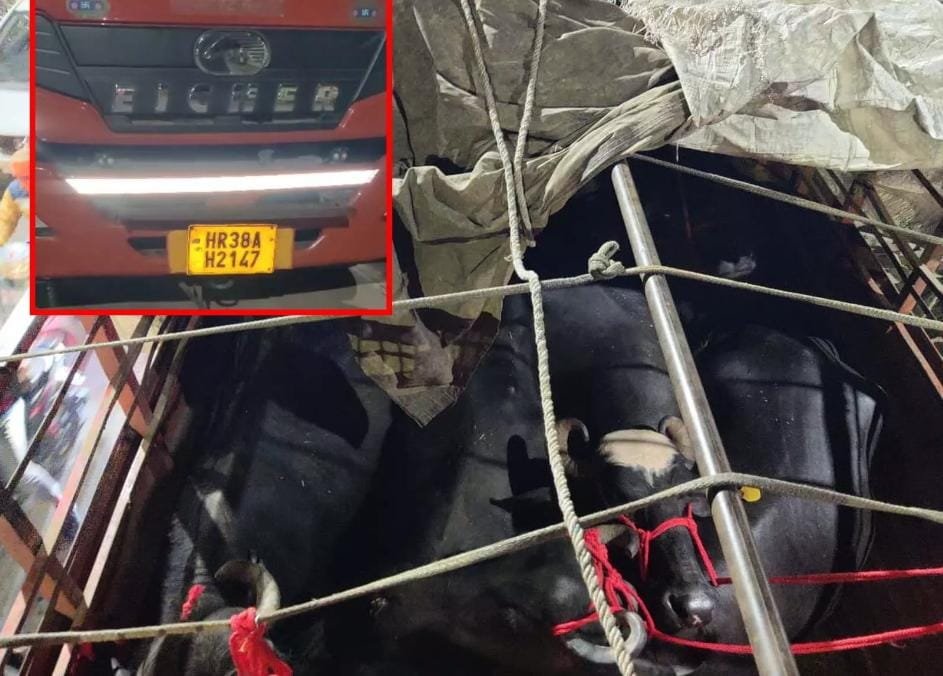 Raipur: डीडी नगर में गौ तस्करी रोकने की कार्रवाई,13 मवेशी बरामद, वाहन चालक गिरफ्तार