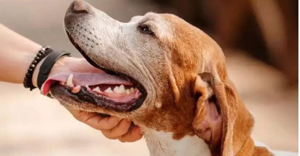 Bilaspur में पालतू कुत्ते को लेकर चाकूबाजी, युवक गंभीर रूप से घायल