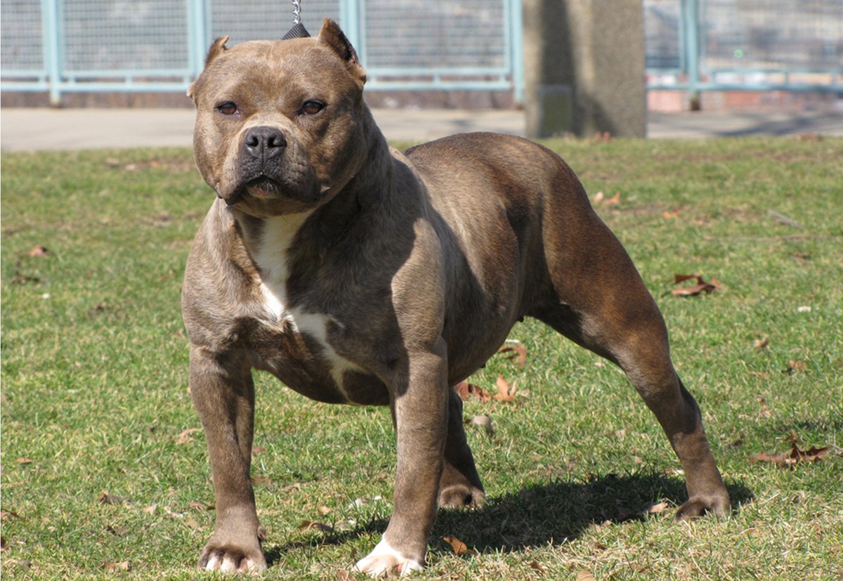 Raipur : अवैध रूप से पाले गए पिटबुल के हमले से युवक गंभीर घायल