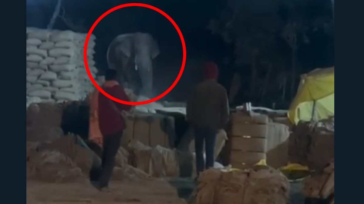 Korba के धान खरीदी केंद्र में घुसा दंतेल हाथी, कर्मचारियों–ग्रामीणों में दहशत